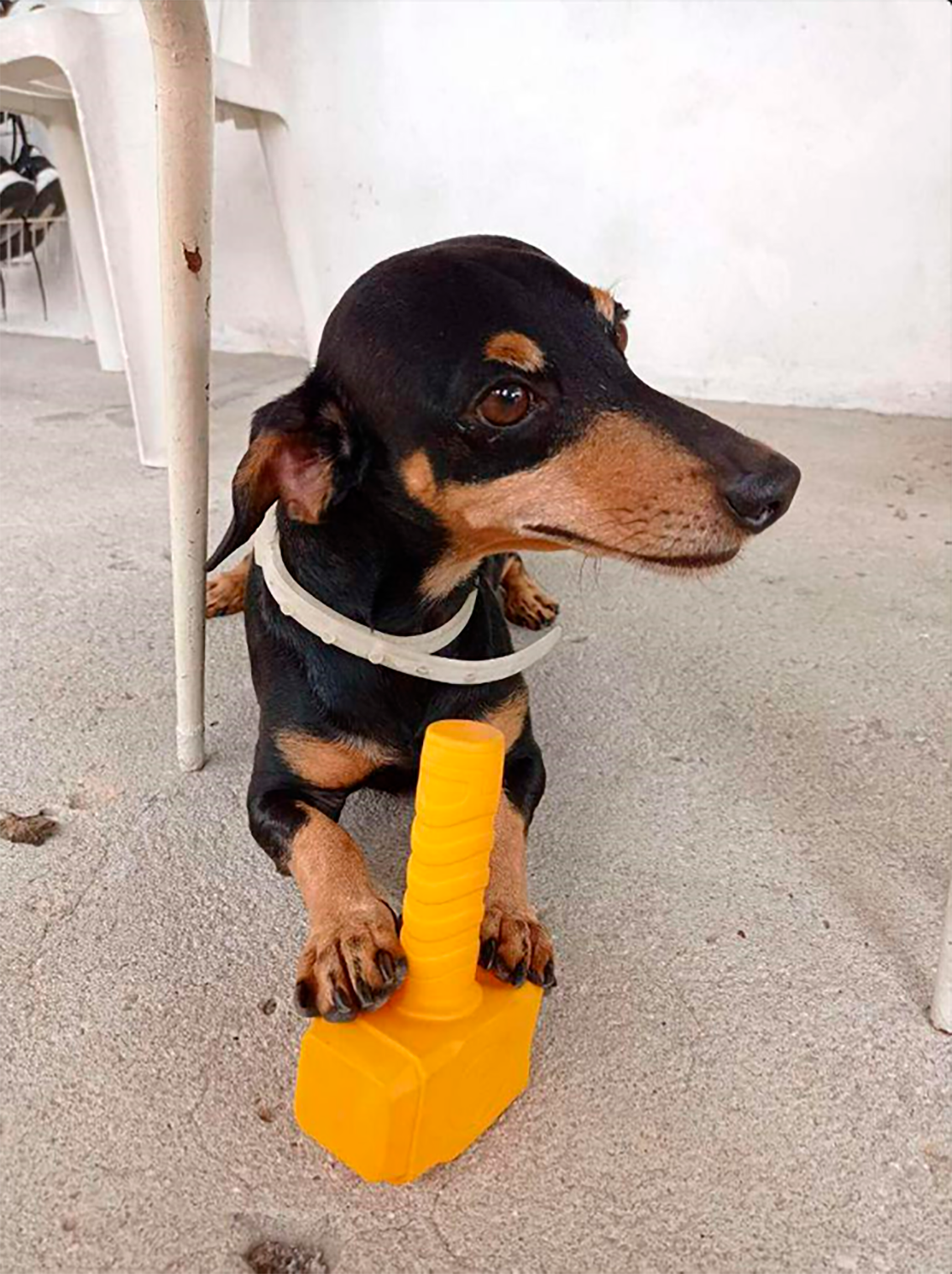 Brinquedo Pet Martelinho Thor Vinil3